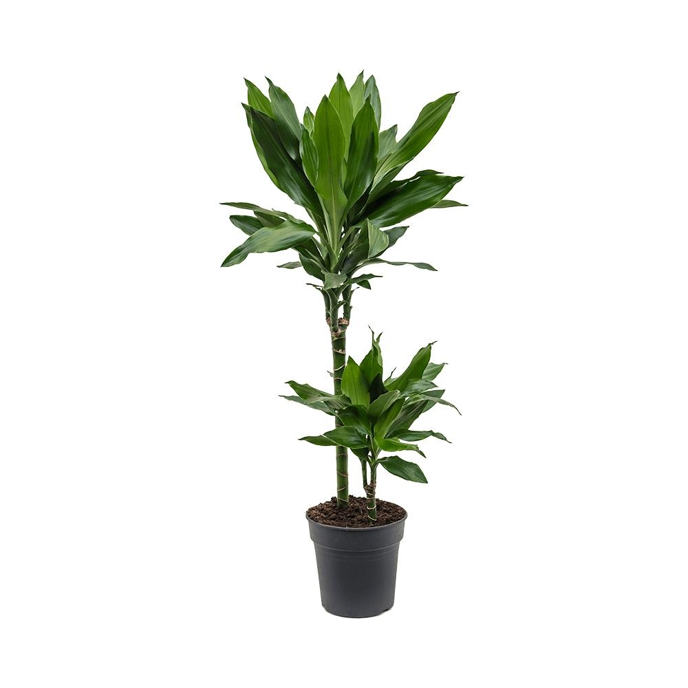 Драцена Джанет Линд - Dracaena Janet Lind