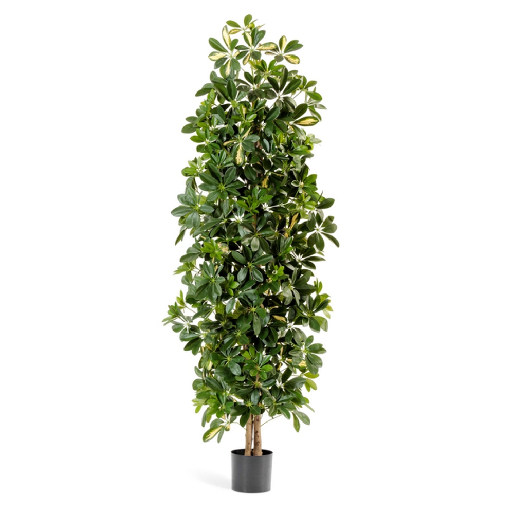 Шеффлера колоновидная пестрая