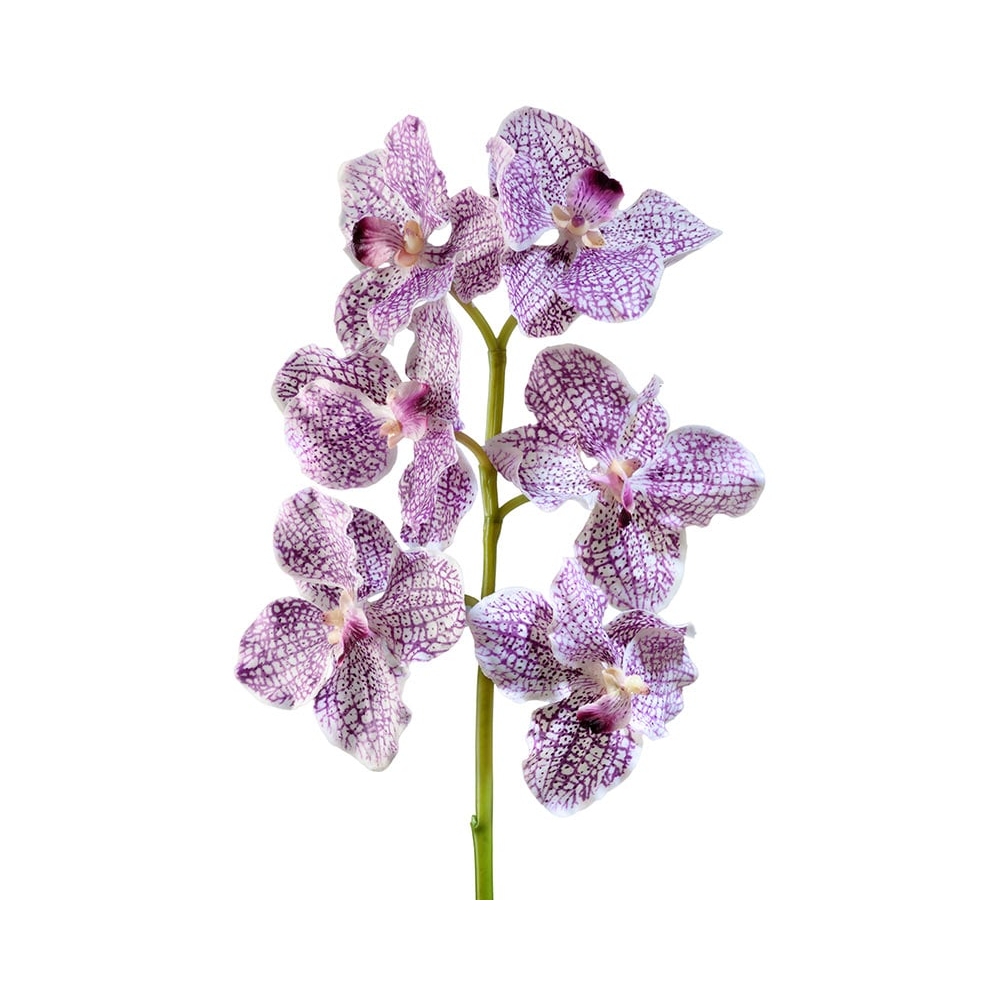 Орхидея Ванда бело-фиолетовая 56см