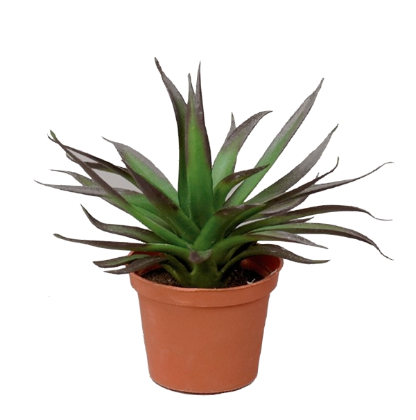 Агава в кашпо   18см