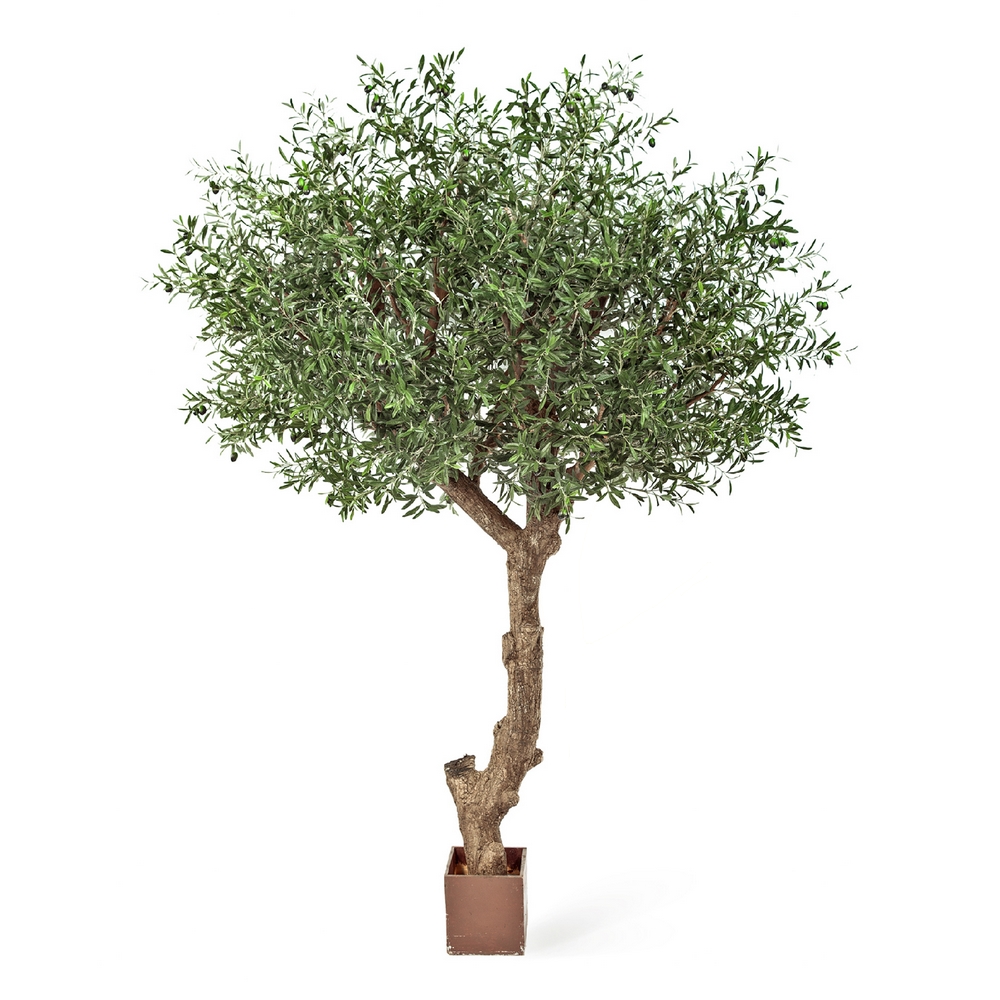 Олива Олден 270см