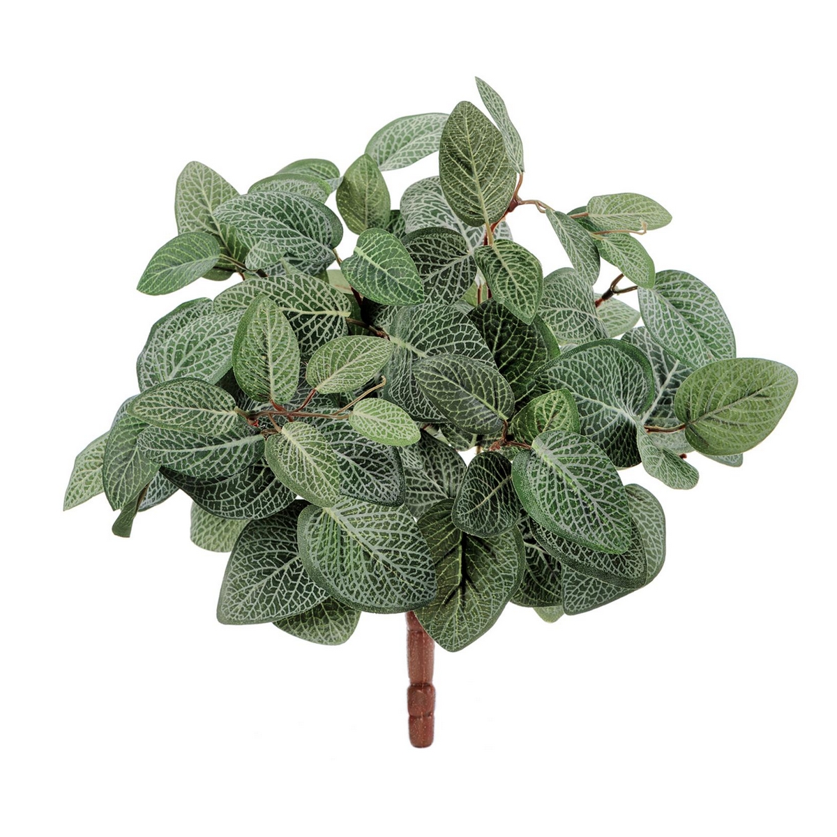 Фиттония Сноу Тини 30см