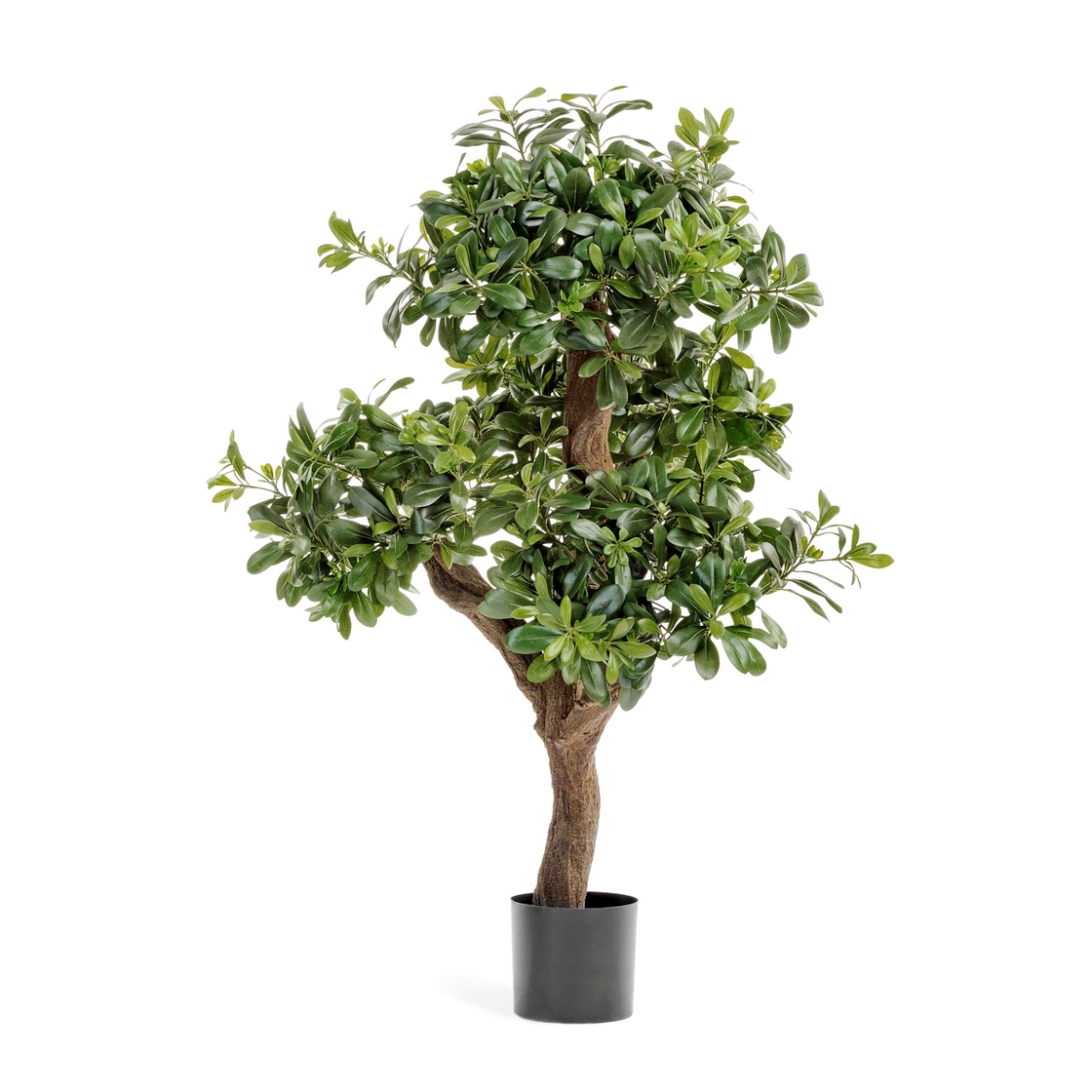 Питтоспорум горный 120см