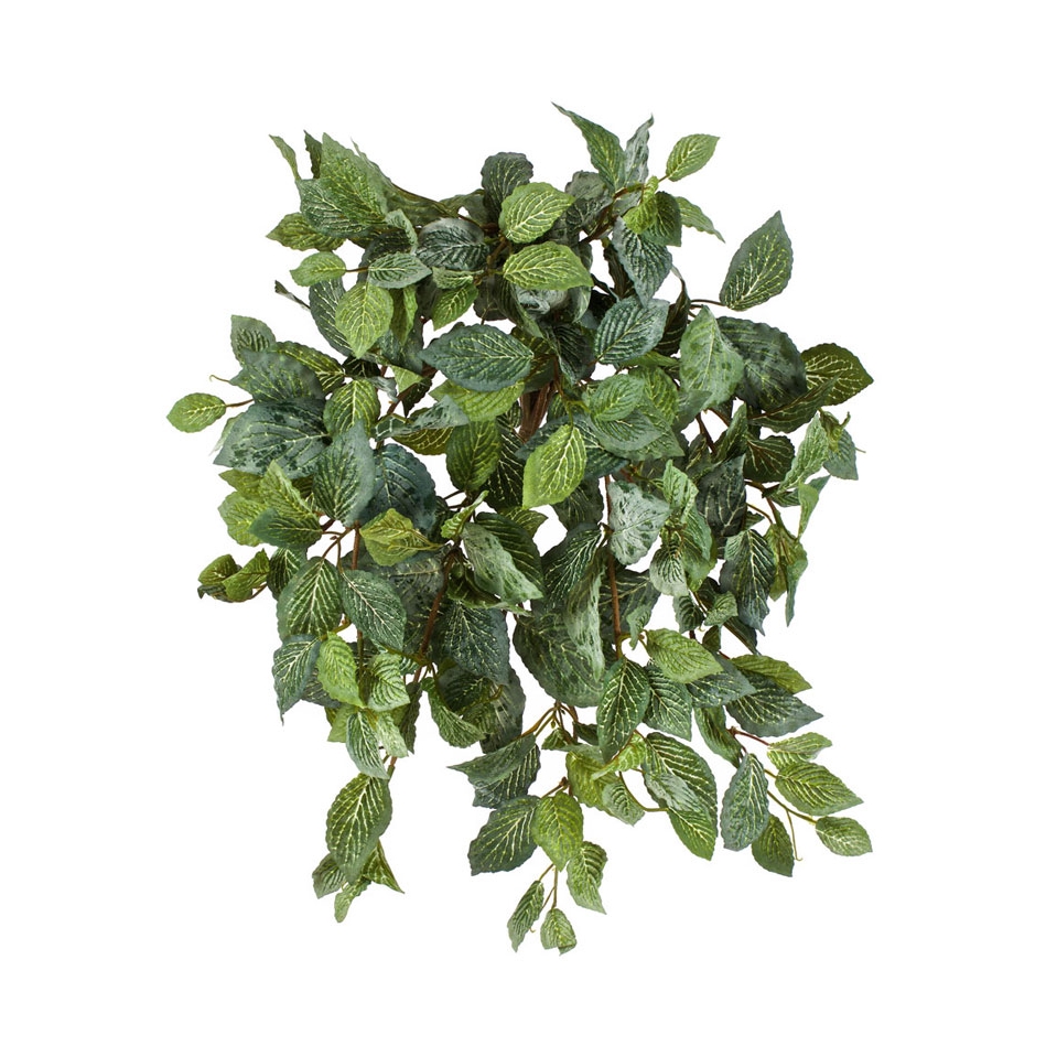 Фиттония Свит припыленная 40см