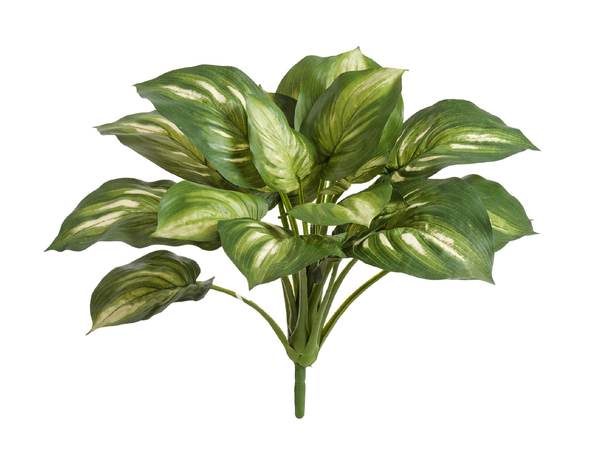 Хоста без кашпо 40см