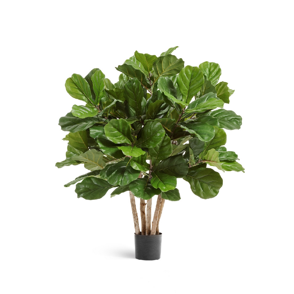 Фикус Лирата Гранд куст многоствольный 95см