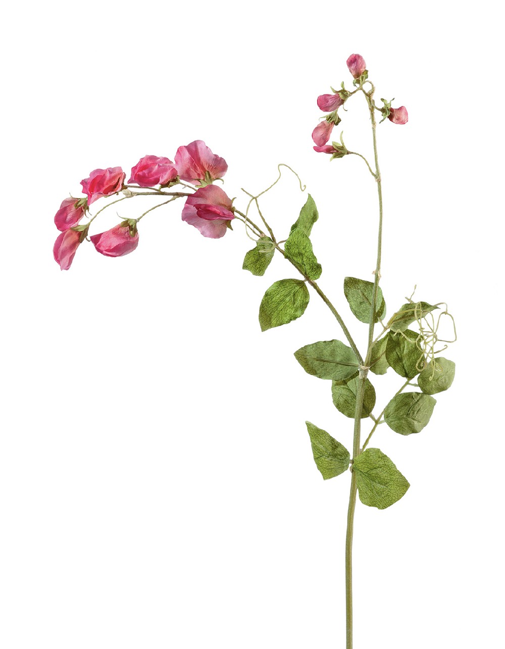 Цветной горошек ярко-розовый 63см