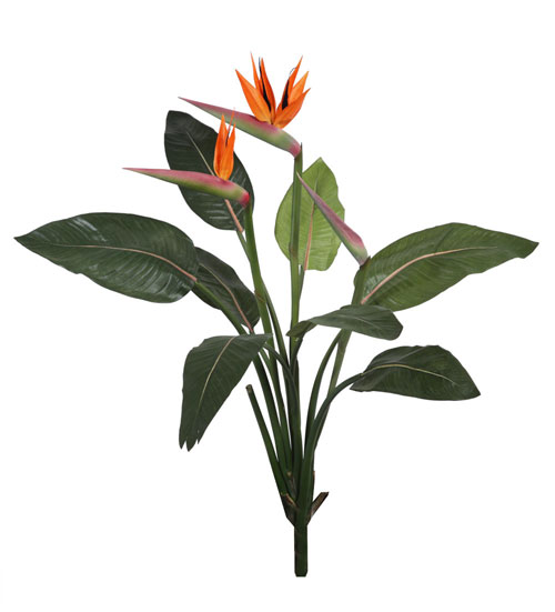 Стрелиция Королевская без кашпо 105см