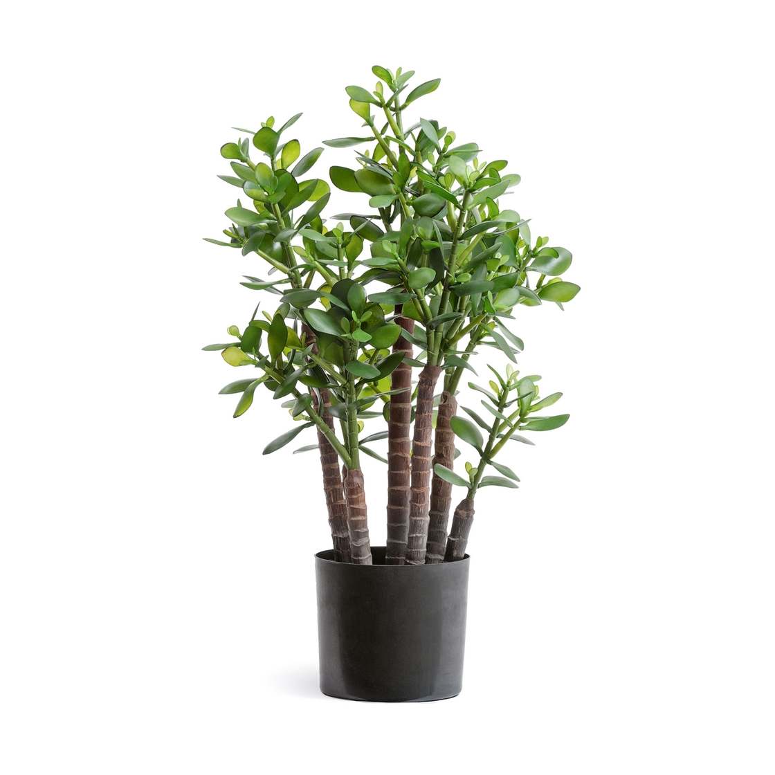 Красула (денежное дерево) 60см