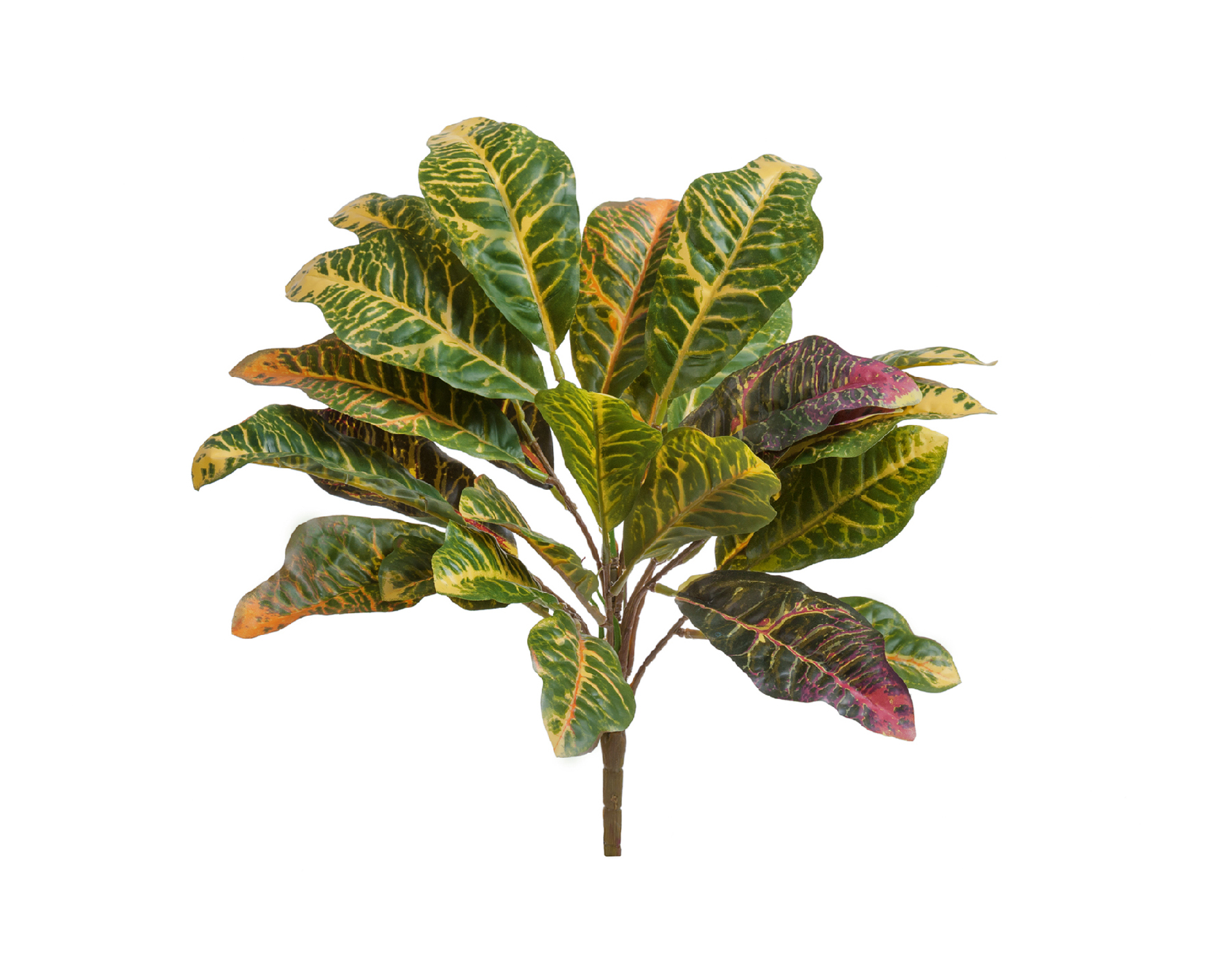 Кротон куст Мидл зелёно-жёлто-розовый