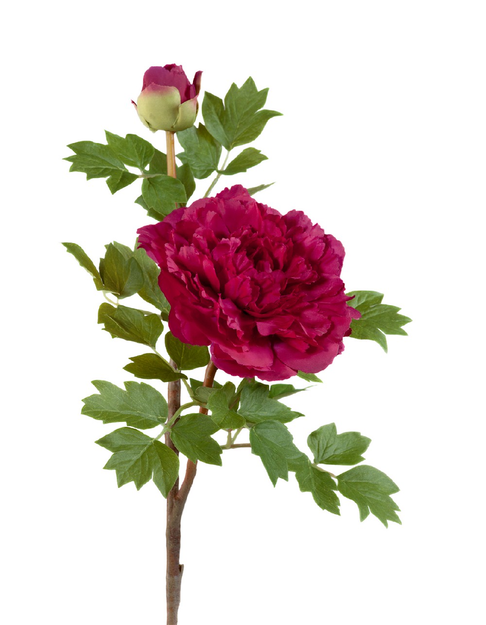 Пион бордовый ветвь малая 35см