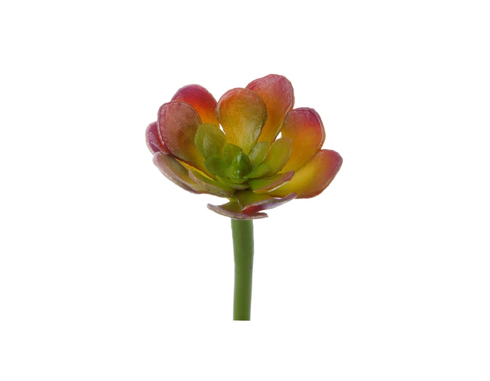 Мини-Суккулент Эониум Декорум зелёно-бордовый 3см