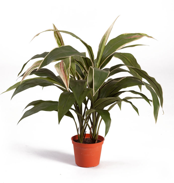 Кордилина куст в горшке 50см