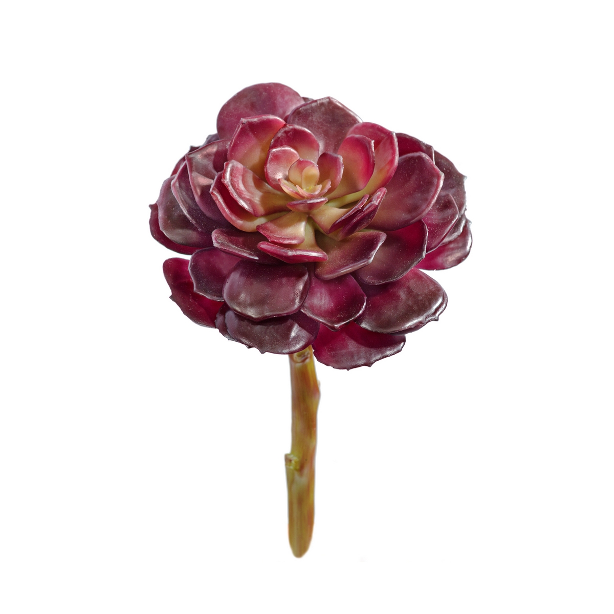 Суккулент Эхеверия бордо розетка 6см