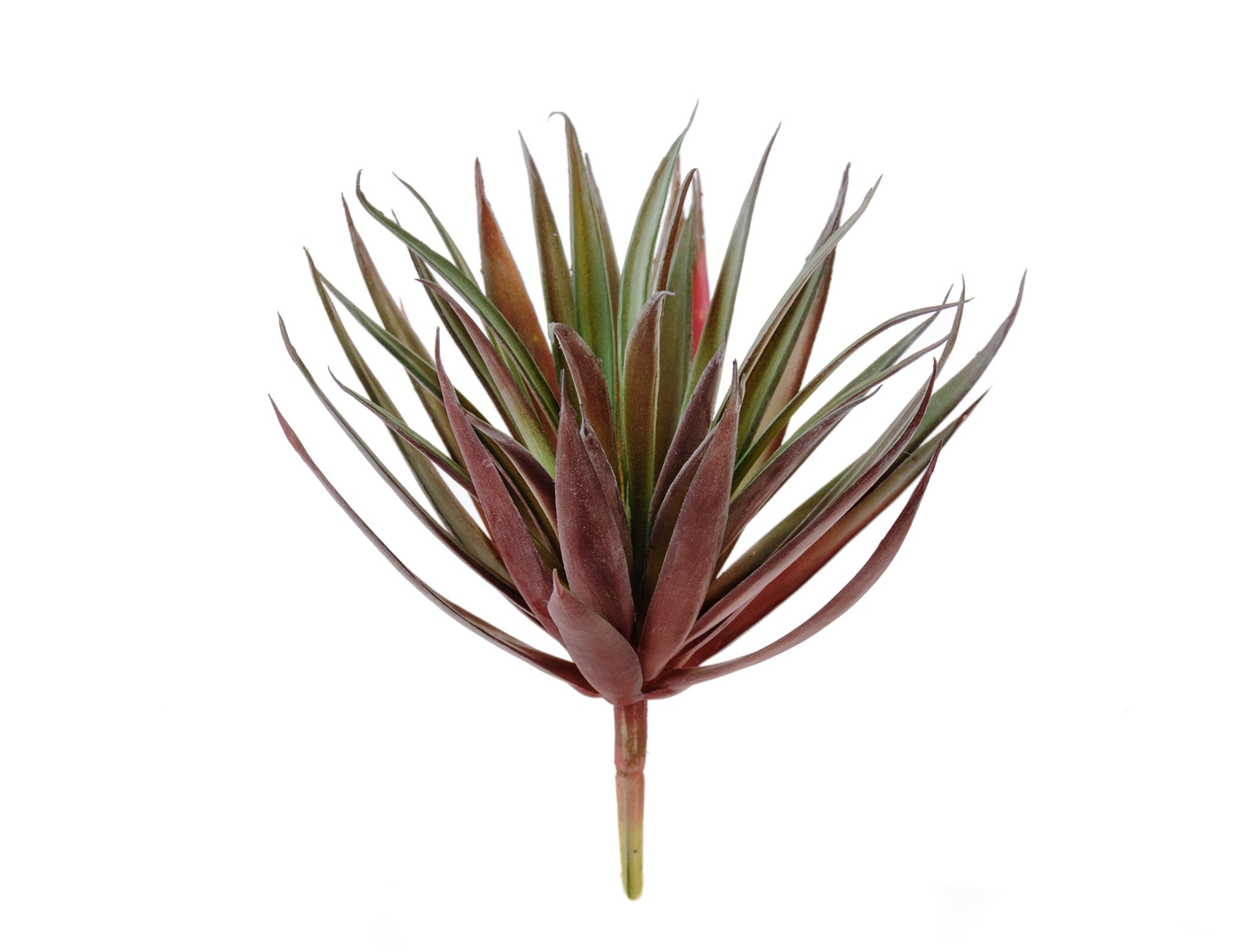 Суккулент Трава Пик бордово-зелёная 11см