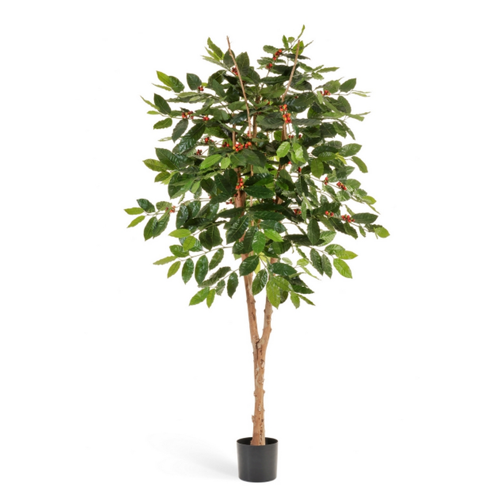 Кофейное дерево с плодами 180см