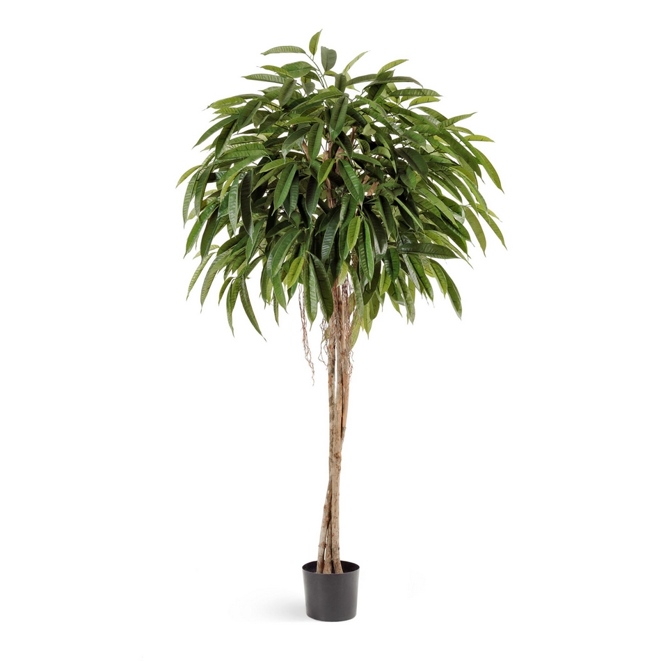 Лонгифолия зонтичная широколистная 180см