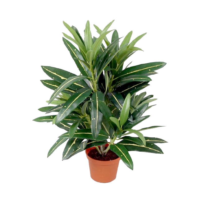 Кротон куст зеленый  40см