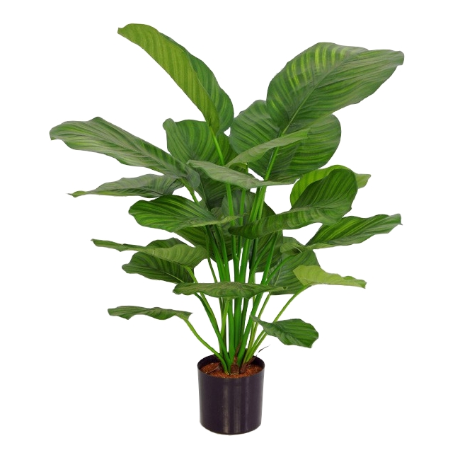 Калатея зеленая 72см