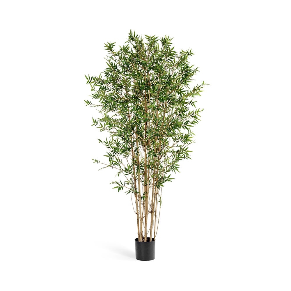 Бамбук Японский Ориенталь