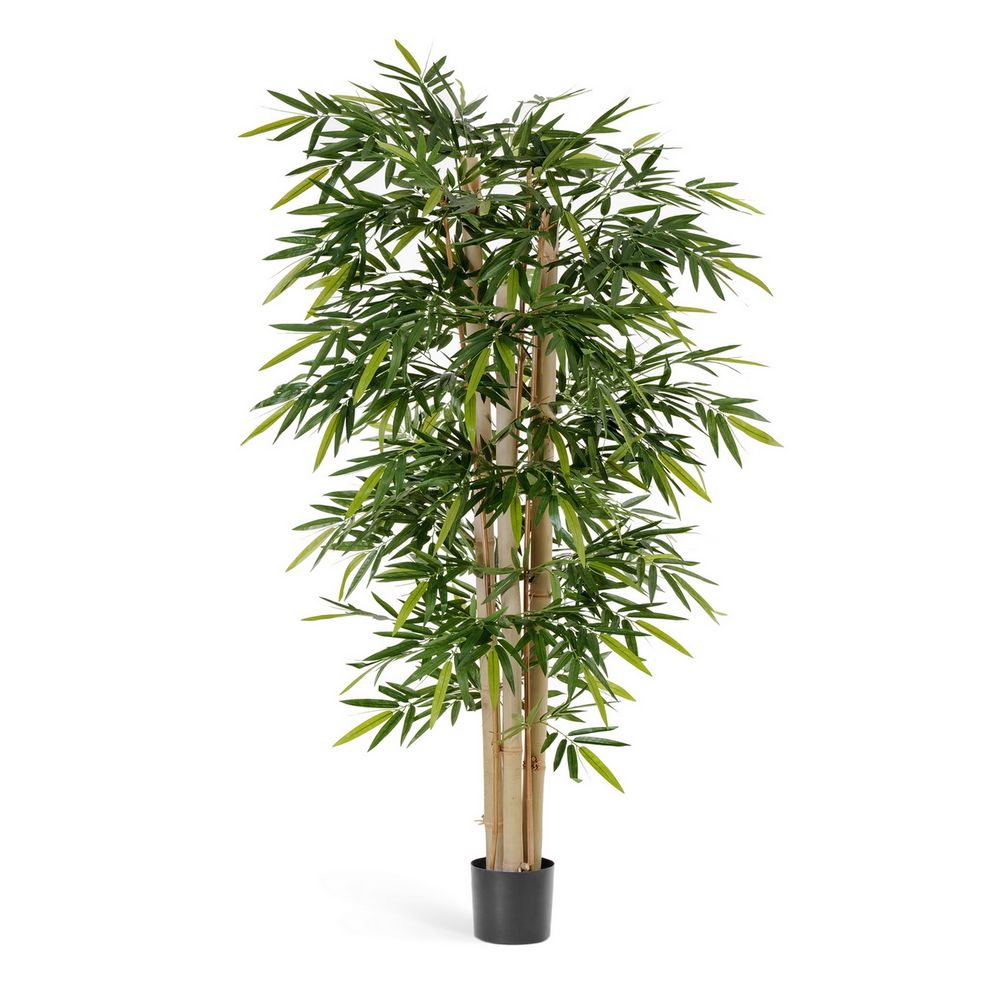 Бамбук Новый Гигантский