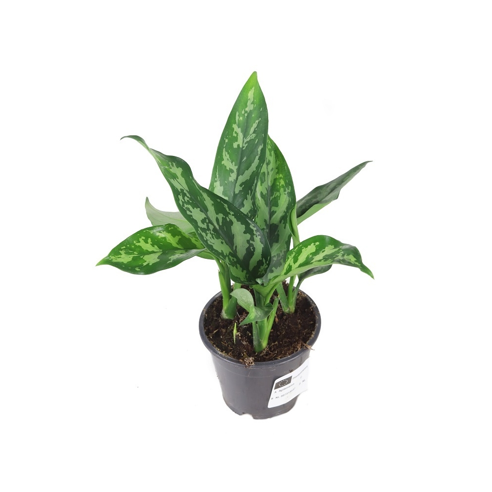 Аглаонема Мария - Aglaonema Maria