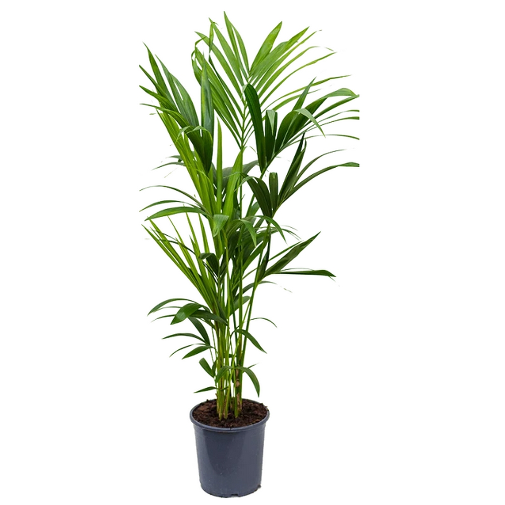 озеленение бизнес центров