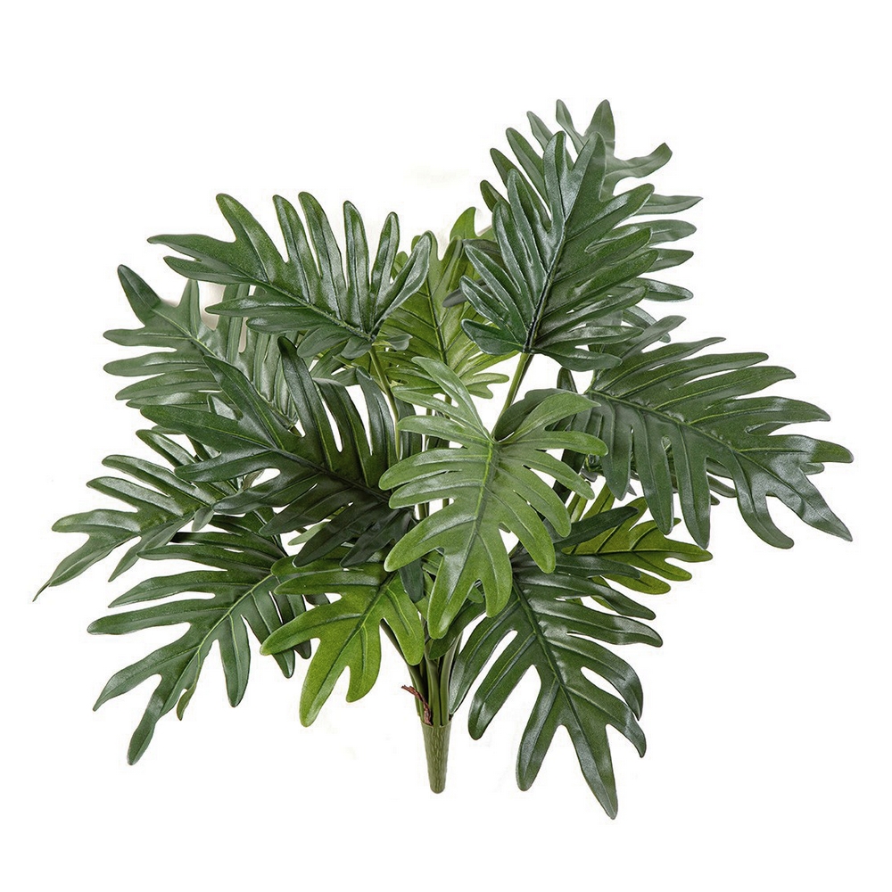 Филодендрон Ксанаду куст