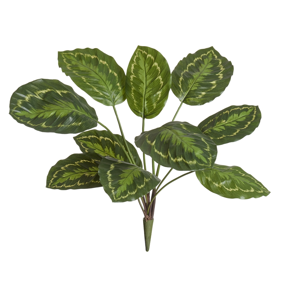 Калатея Розеопикта зелёная куст