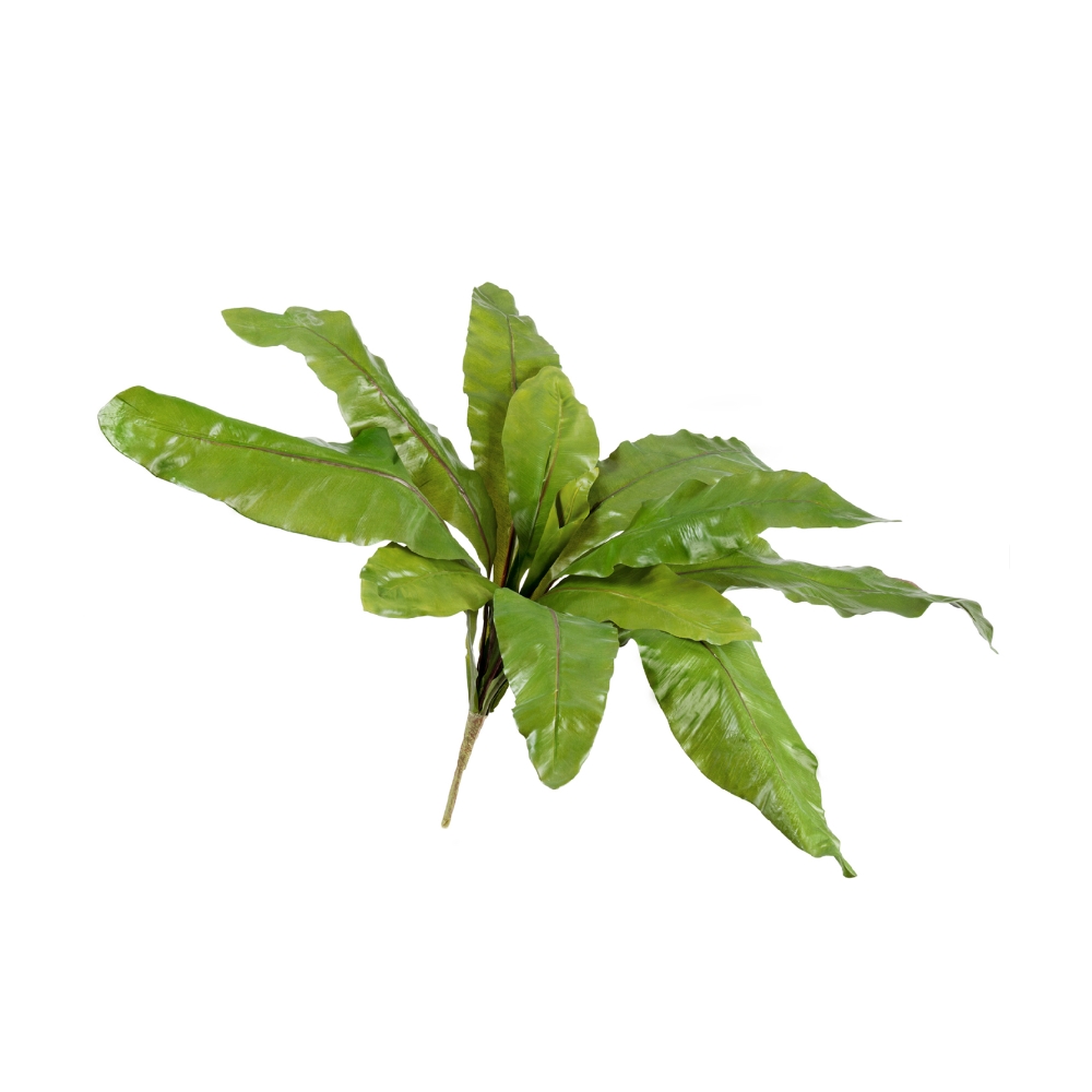 Асплениум Натуральный большой