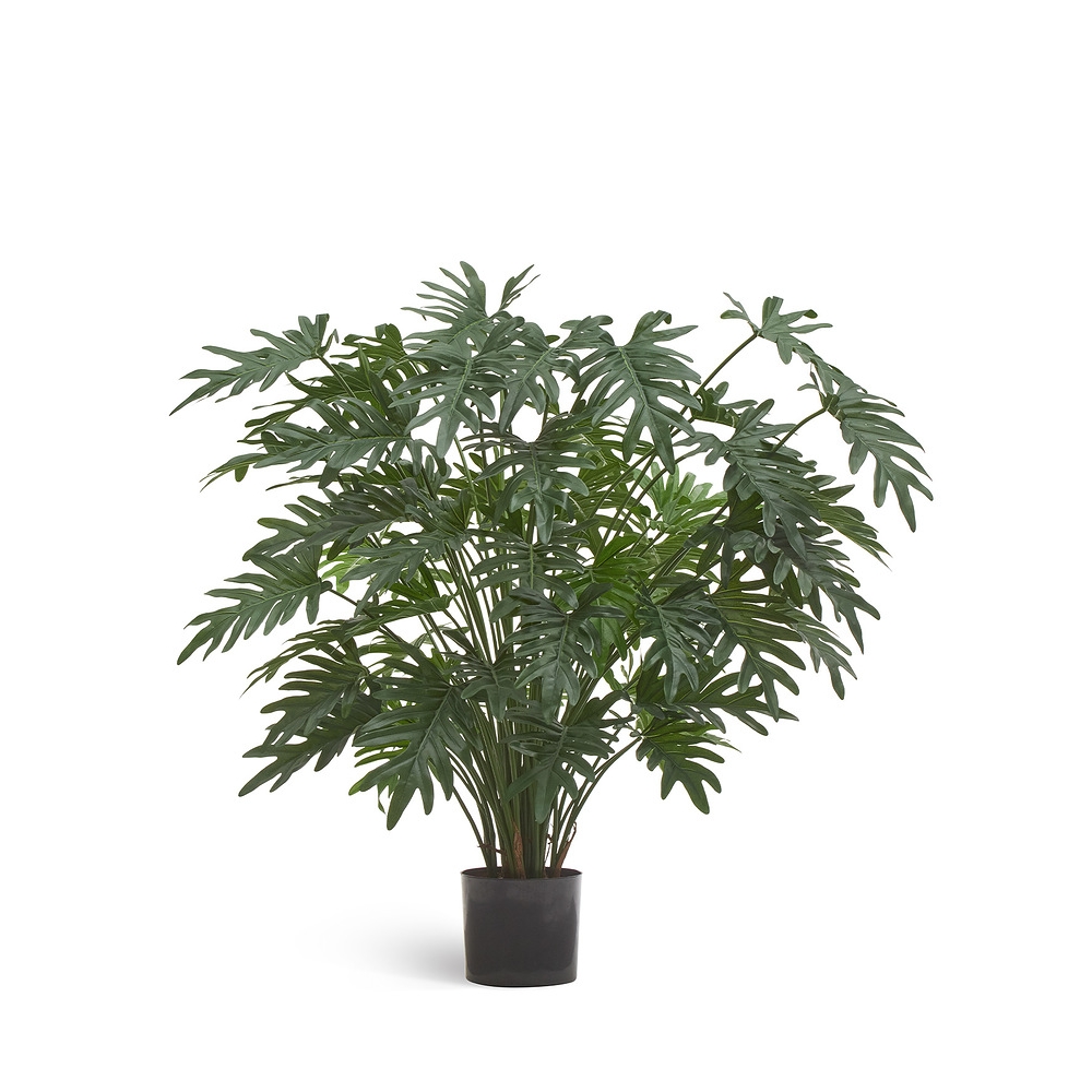 Филодендрон Ксанаду Лардж куст