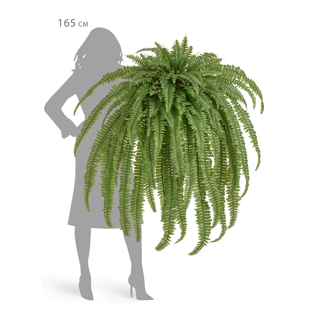 Папоротник Бостон Новый свисающий Биг