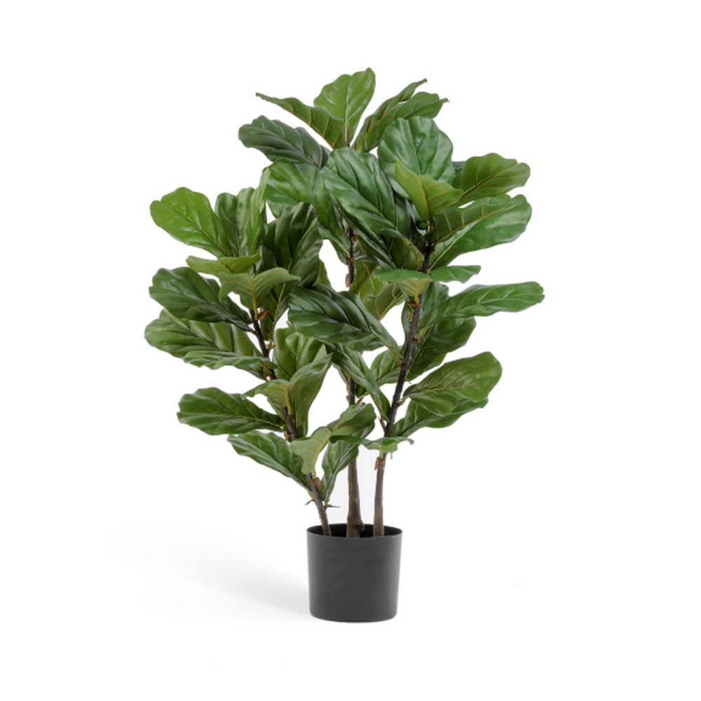 Фикус Лирата куст на стволах 95 см