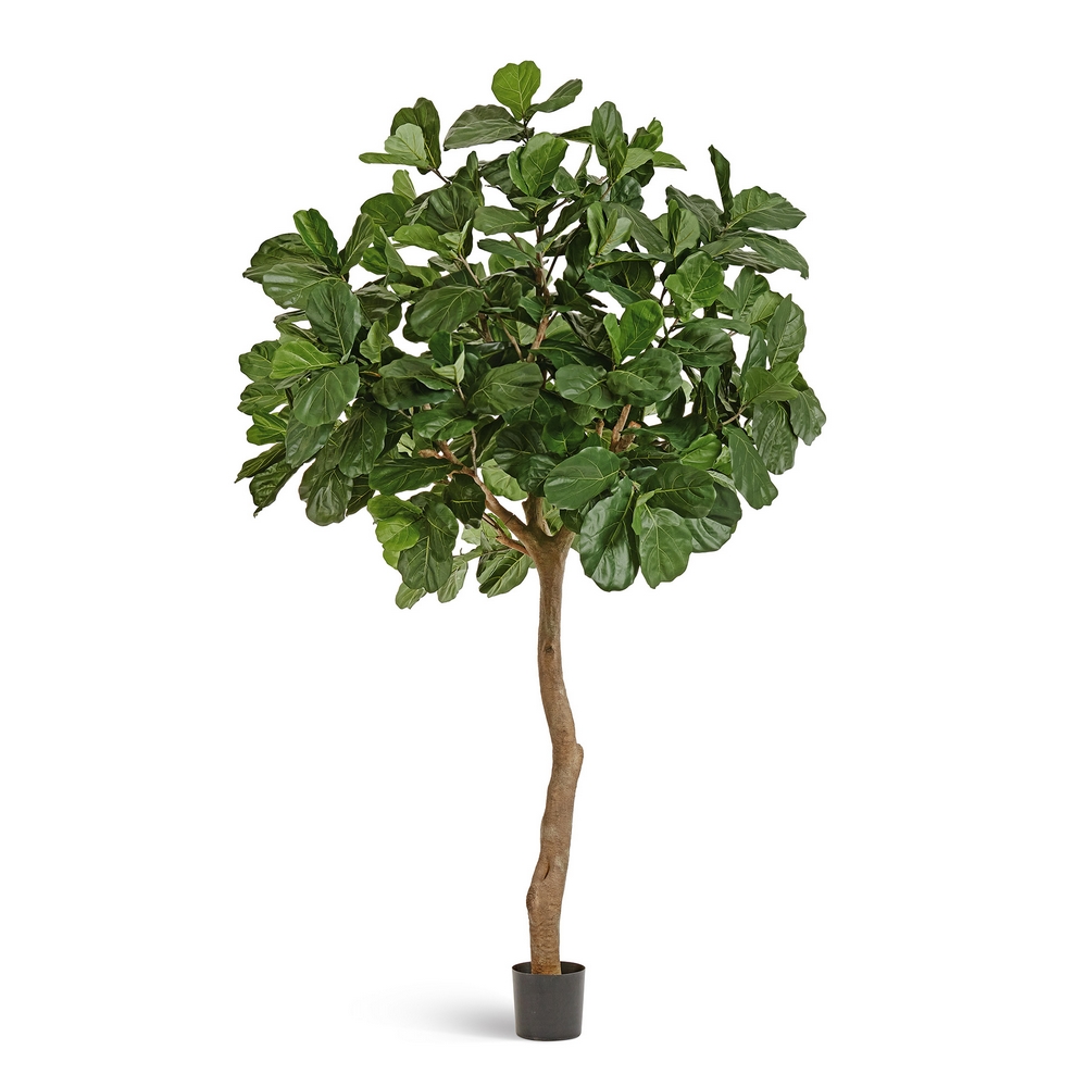 Гигантский фикус Лирата