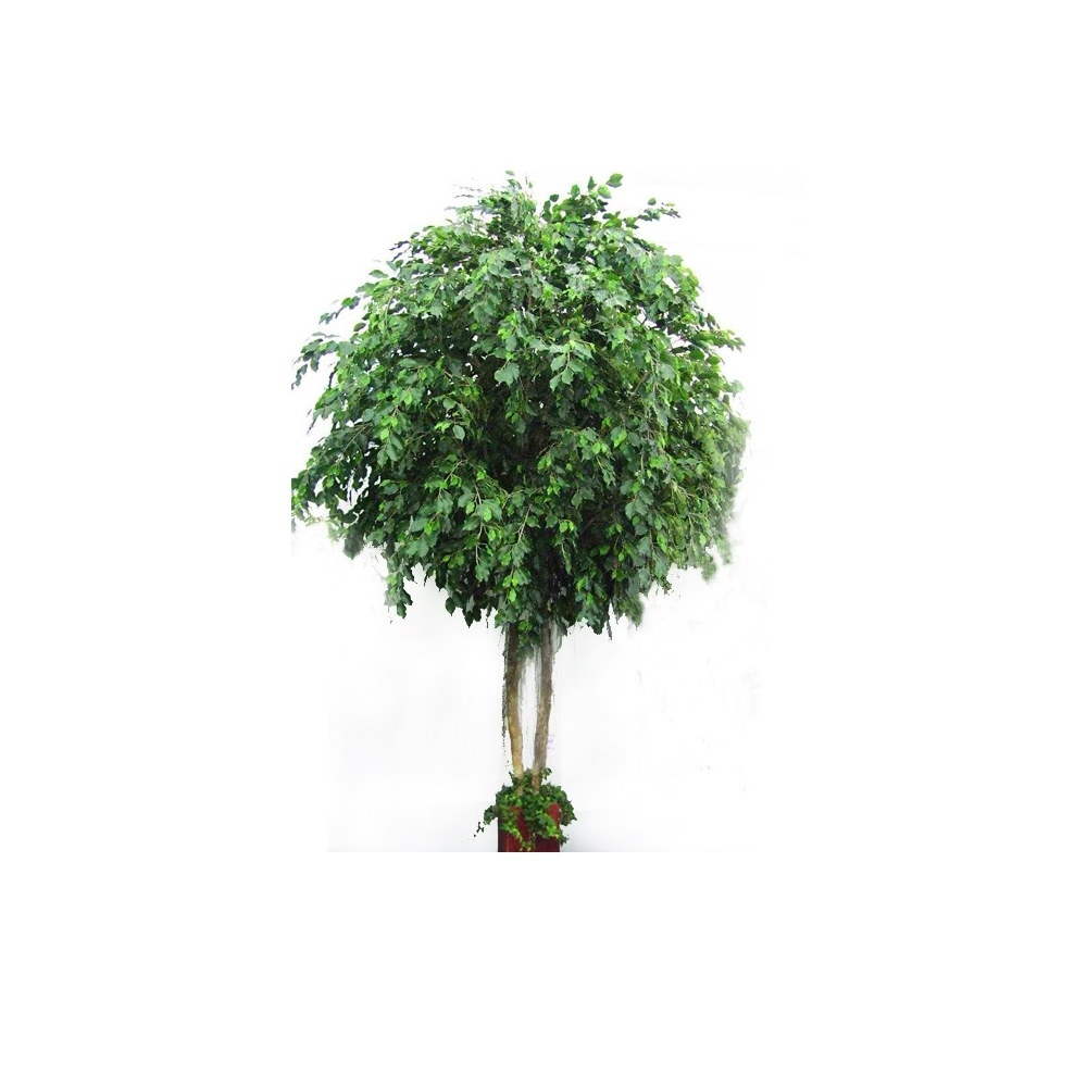 Фикус Бенджамина Гигант 420 см