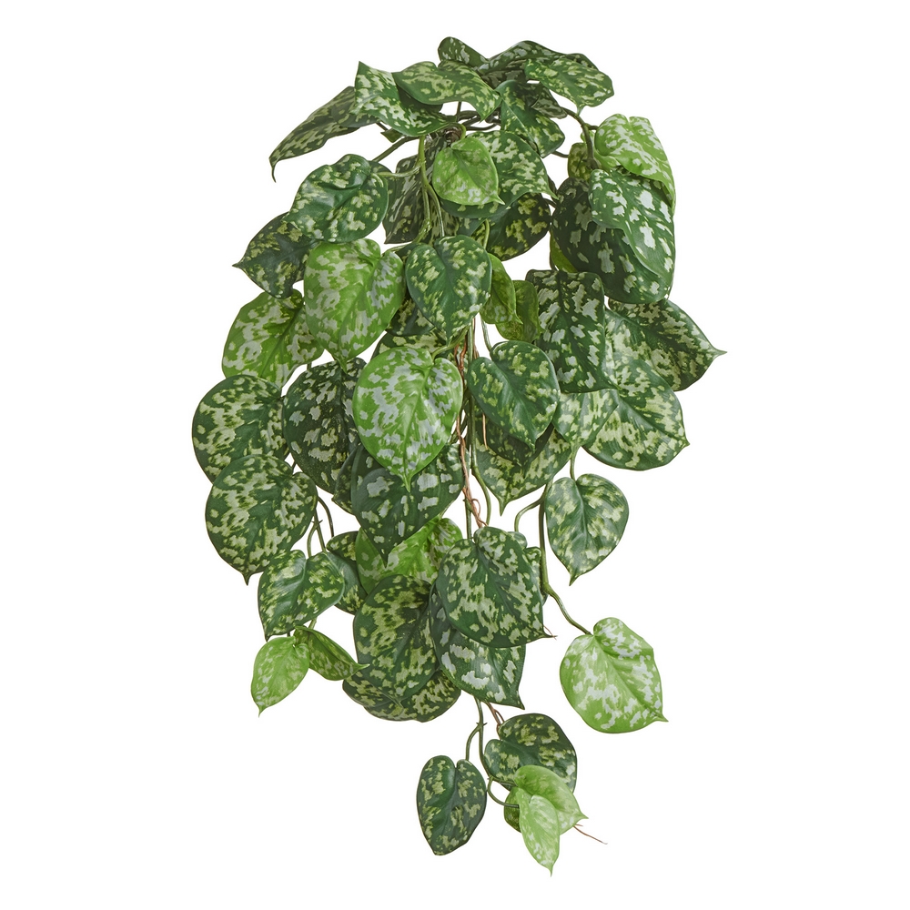 Сцендапсус Пиктус куст ампельный (серия FR - огнезащита)