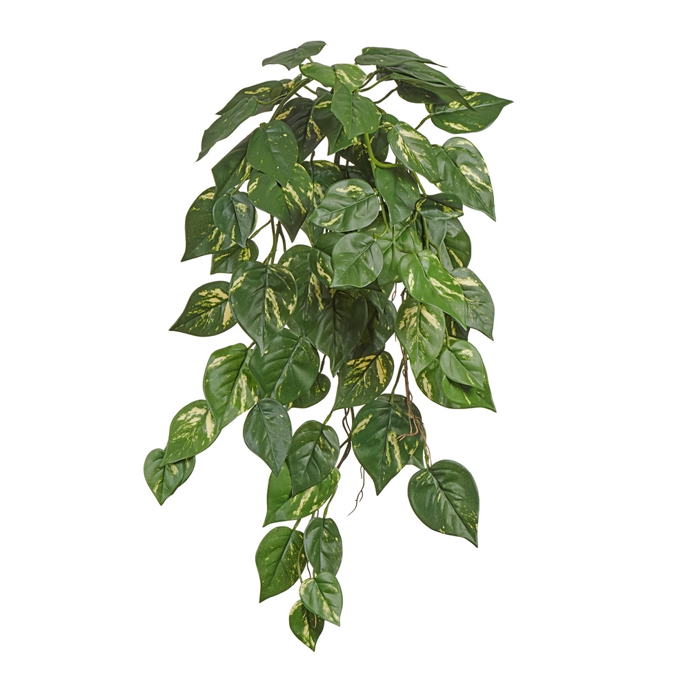 Потос куст ампельный (серия FR - огнезащита)