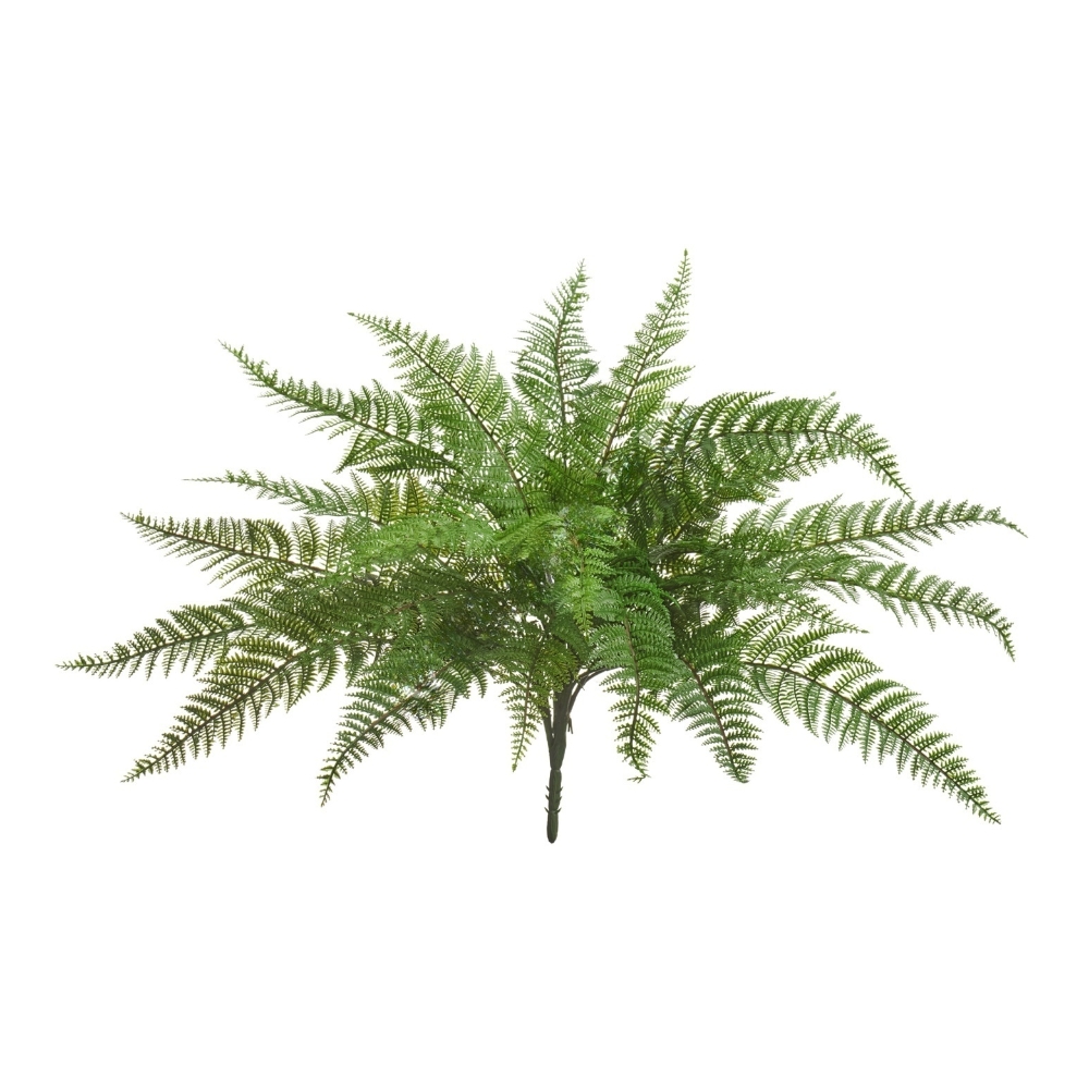 Папоротник Вудвардия 70 см