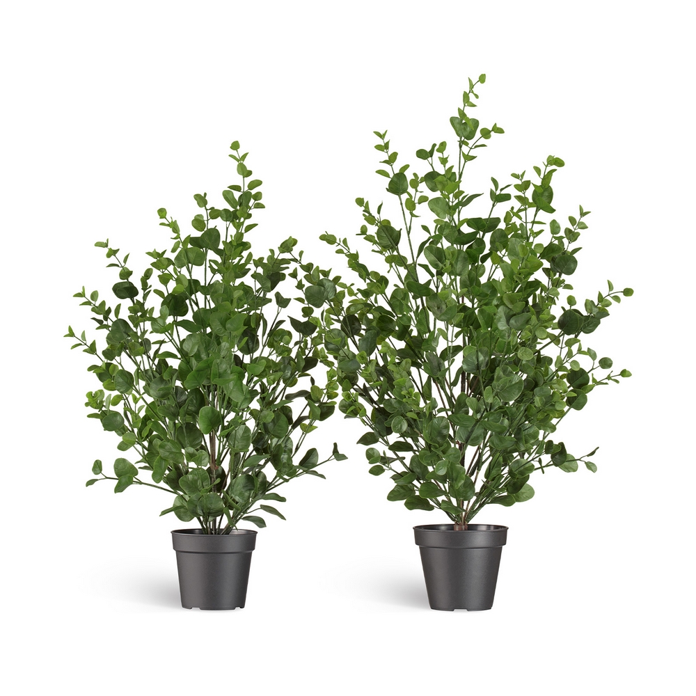 Эвкалипт куст зелёный