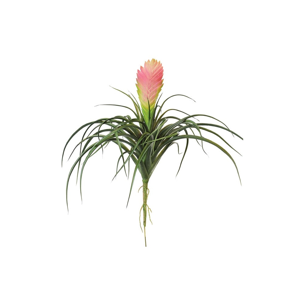 Вриезия цветущая розовая 24 см