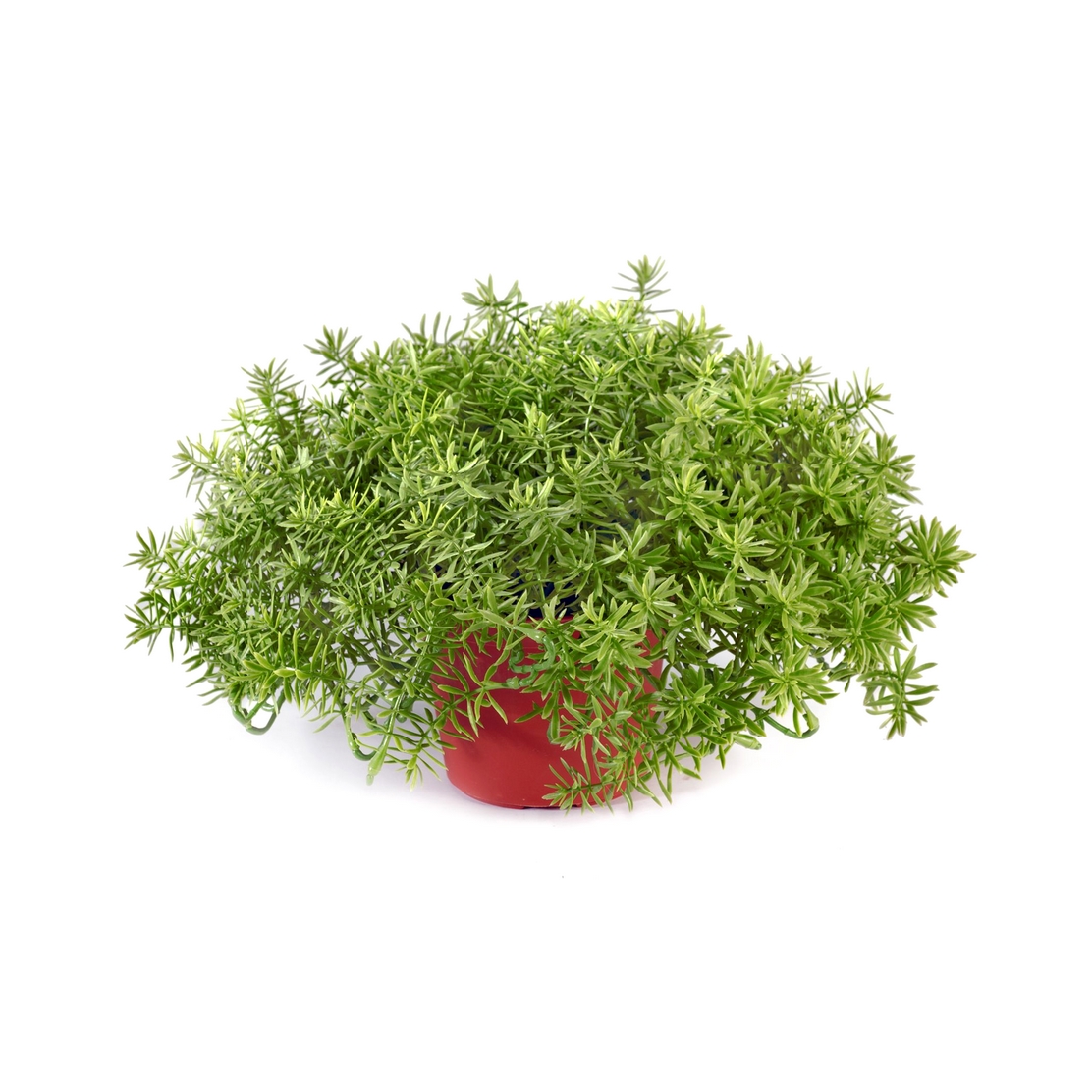 Дасти Миллер куст в горшочке 20 см