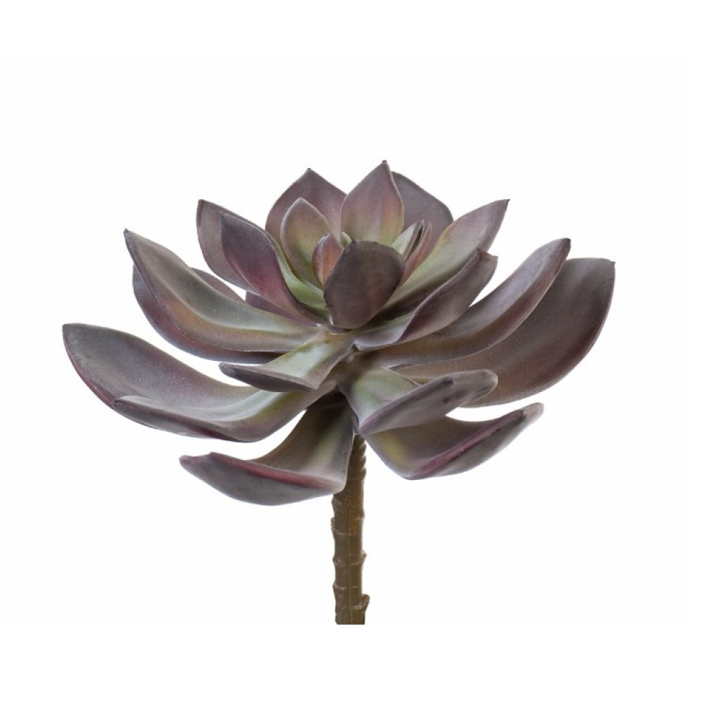 Суккулент Эхеверия Гиббифлора зелёно-бордовая припылённая