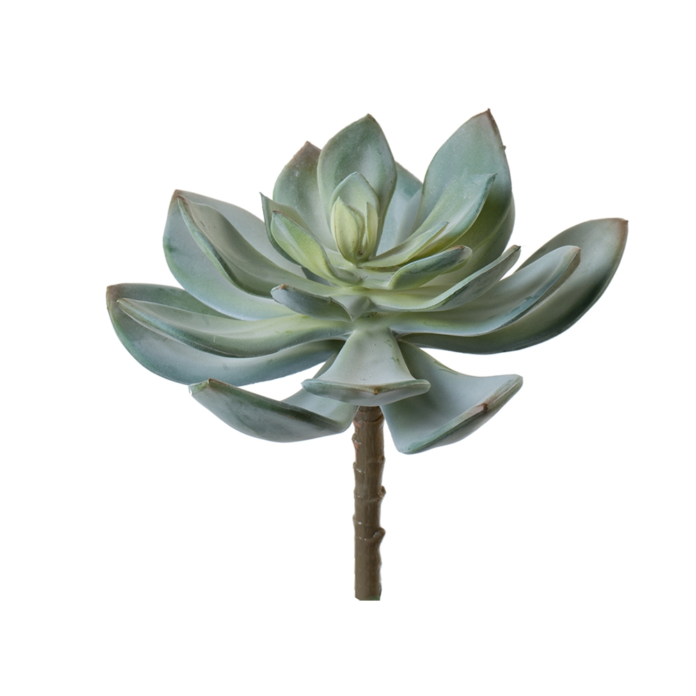 Суккулент Эхеверия Гиббифлора светло-зелёная припылённая