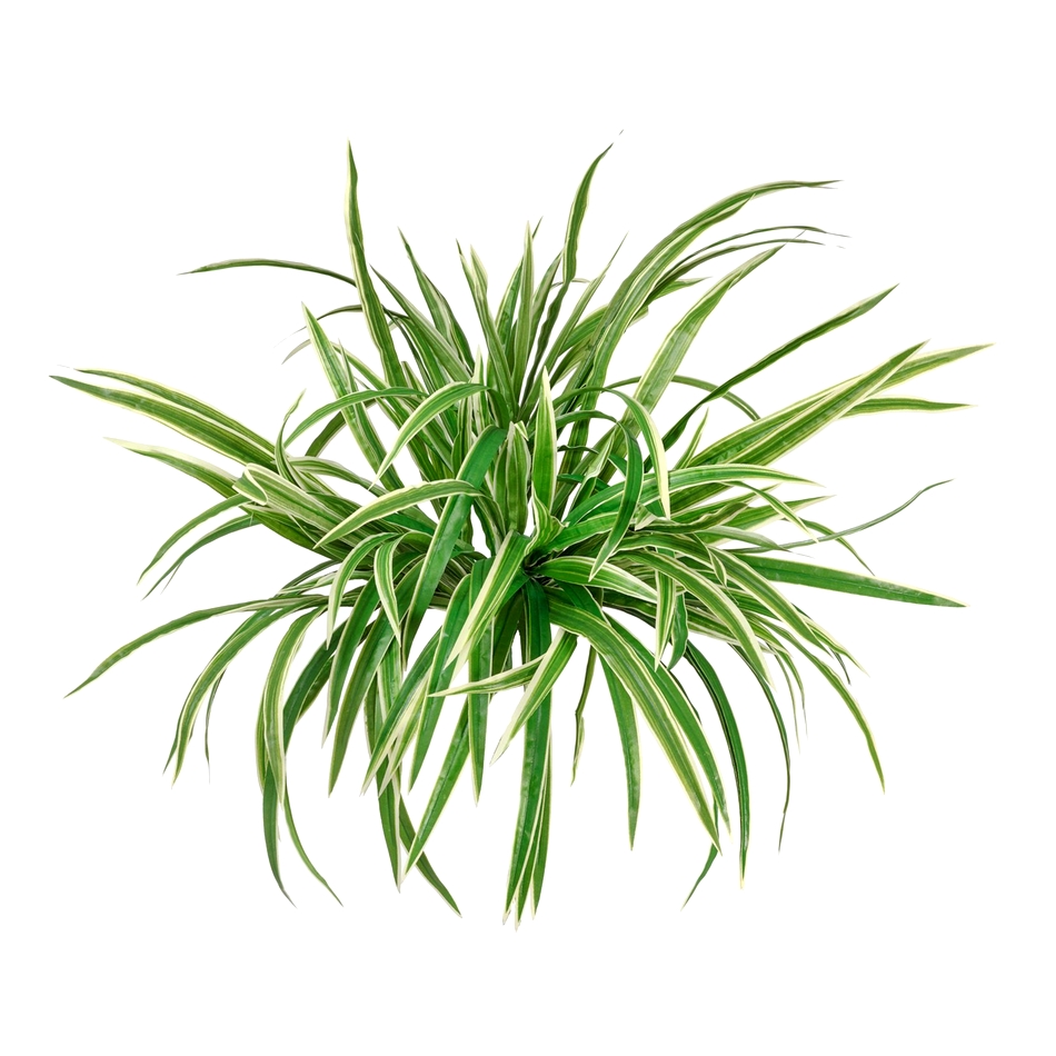 Хлорофитум бело-зелёный куст большой 45 см