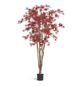 Клён японский Вайлд красный 180 см