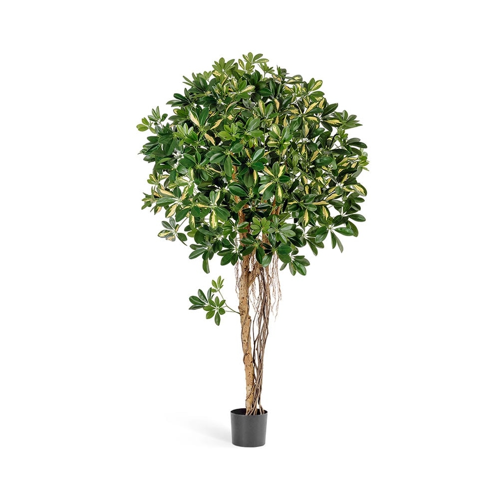 Шеффлера зонтичная