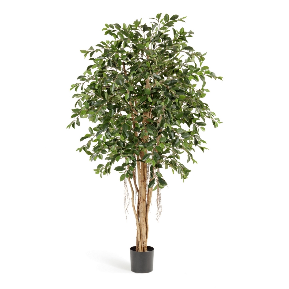 Фикус Ретуса зеленый - 210