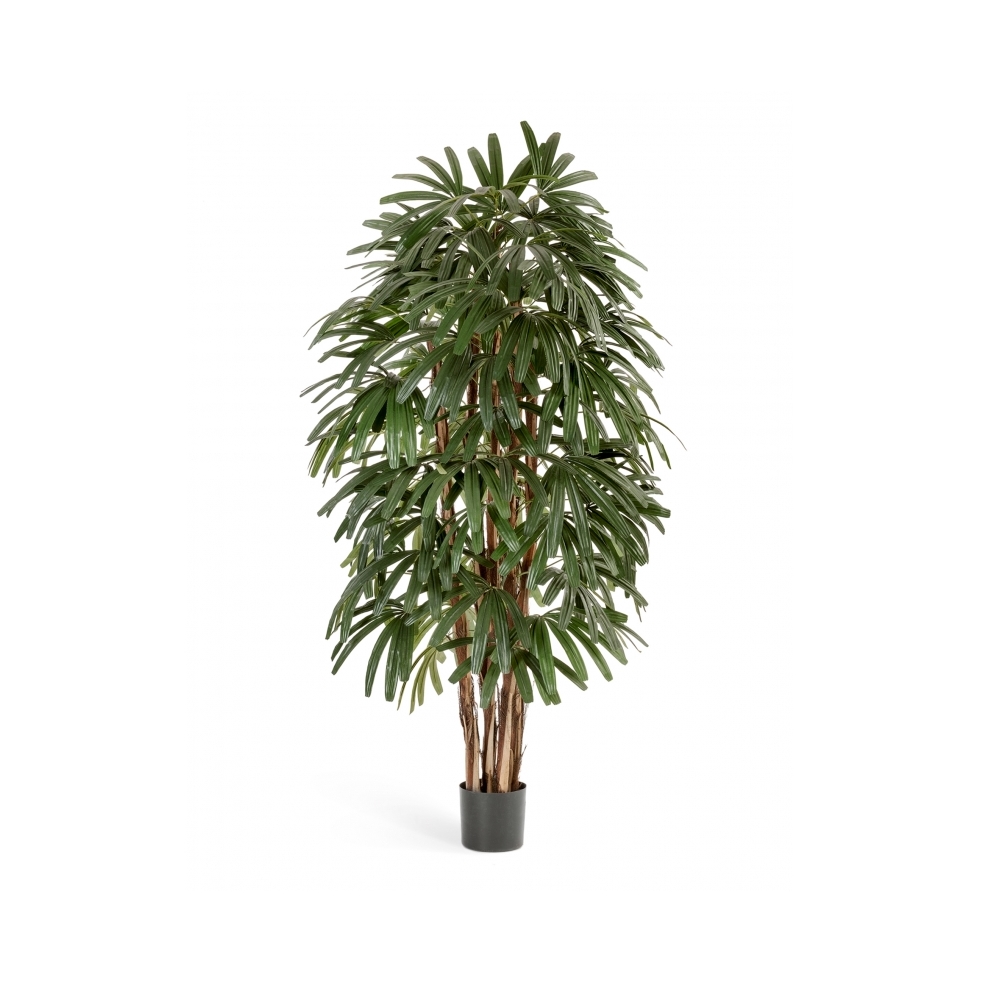 Рапис пальма широколистная