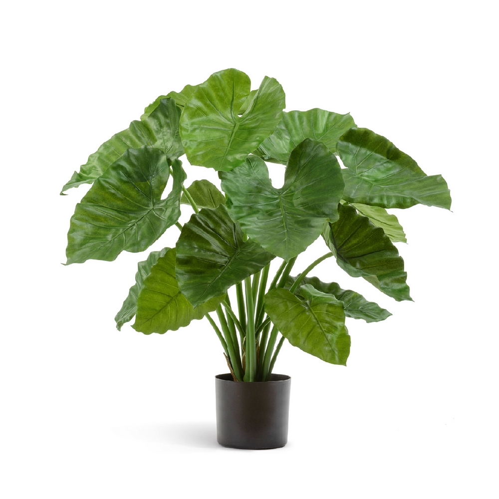 Алоказия Калидора куст - 75