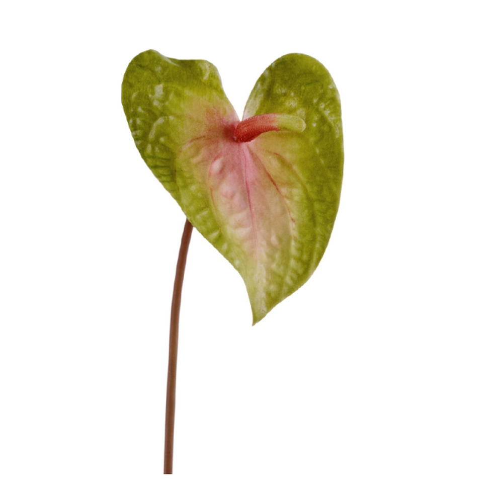 Антуриум Макс